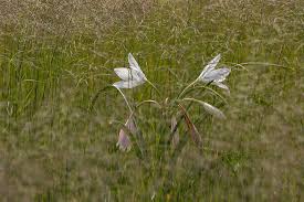 Image result for Crinum crassicaule