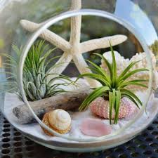 Beach Terrarium With White Coral 2 Air Plants Sand And Shells Driftwood 7 Glass Round Globe Beach Home Terrarium Centerpiece Air Plants Terrarium