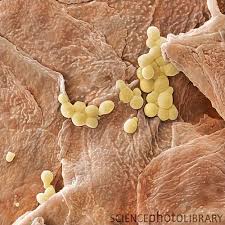 Pin On World Through A Microscope