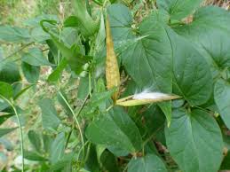 Image result for Vincetoxicum cernuum