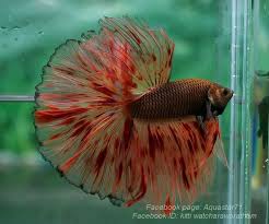 Flickr Peces De Acuario Tipos De Peces Peces De Agua Dulce