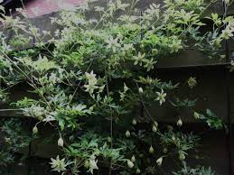 Clematis Fragrant Oberon Flowers May June Hazel Fence Clematis Spring Garden Front Garden