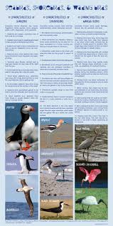 Comparing Seabirds Shorebirds And Wading Birds