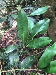 Image result for Vepris bachmannii