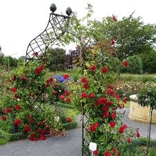 Viktorianischer Rosenbogen Kiftsgate In 2020 Rosenbogen Gartenthema Garten Design