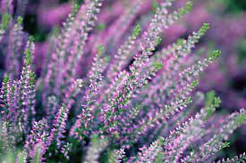 Heather Meaning And Symbolism Ftd Com Heather Flower Heather Plant Flower Meanings