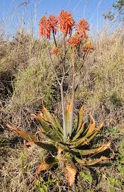 Image result for Aloe wollastonii