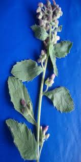 Image result for Blumea