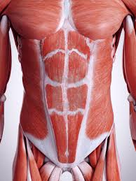 Labeling the rib cage muscles. Brett Booth On Twitter I Ve Recently Pulled A Bunch Of Those Muscles On My Rib Cage Very Different Than An Ab To Me