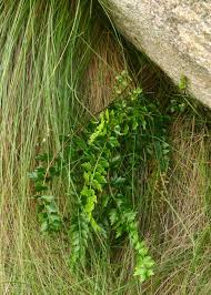 Image result for Asplenium stuhlmannii