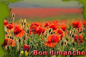 Bon dimanche - Le pouvoir des fleurs