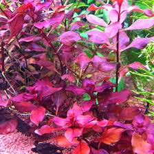 Image result for Ludwigia