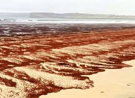 Mystery of blood-red beach in far north but is it toxic?