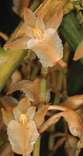 Image result for Diaphananthe bidens