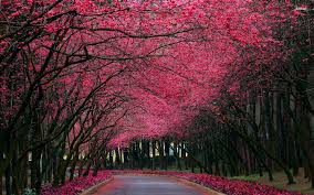 Check spelling or type a new query. Beautiful Tree Hd Desktop Wallpaper High Definition Fullscreen Spring Wallpaper Nature Photos Beautiful Tree