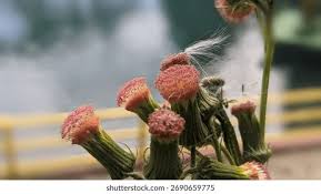 Image result for Crassocephalum uvens