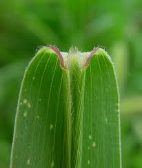 Image result for Setaria viridis