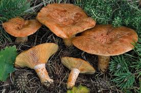 Non amo parlare troppo di me e chi mi conosce lo sa! Universita Agraria Di Tarquinia Per La Raccolta Dei Funghi Sia Una Stagione Nel Rispetto Delle Regole Terzo Binario News