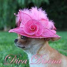 Diva She S Beautiful It Looks Like She Dressed For The Kentucky Derby Love The Hat Pet Costumes Chihuahua Love Cute Animals