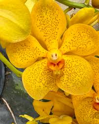 The top cuttings have arrived 🌈 In order of appearance: 🏷️ Aranda Anne  Khoo x Vanda Prakypetch (pink