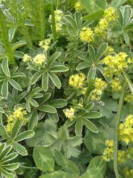Alpine Flower Notes Alchemilla Alpine Flora White Marmotte