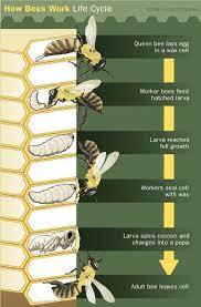 With bee populations facing a myriad of threats, how can we save the bees? How Bees Work Bee Keeping Bee Farm Bee Life Cycle