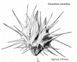 Image result for Cenchrus incertus