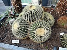 How to grow and care. Echinocactus Grusonii Care Travaldo S Blog