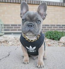 If you're enough of constant cleaning and washing your french bulldog's collars from dirt, then metal collars present the right choice. Sale French Bulldog Gold Chain Is Stock