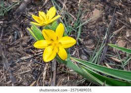 Image result for Hypoxidaceae