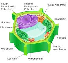 Also use the description to help you identify the str… main function is to provide support and protection for the cell. Parts Of Plant Cell A Cell Is A Science Discovery Facebook