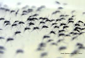 Jentik jentik is on facebook. Syarikat Pembinaan Didenda Rm15 000 Biak Jentik Jentik Aedes