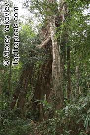 Image result for Ficus virens