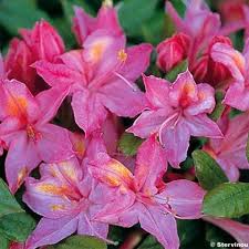 Azalee De Chine Jolie Madame Rhododendron Hybride Azalee Belles Fleurs Rhododendron