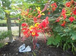 Usually without prickles, it can grow up to 5 metres tall. Trees That Will Enhance Southwest Florida S Gardens And Courtyards