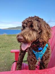Nautical bathroom mirrors bathroom canisters outdoor baths modern baths kitchen lighting fixtures minimalist bathroom plumbing home new bathroom ideas bathroom tile designs bathroom design luxury bathroom pictures bathroom inspiration luxury bathrooms bath design. Billy The Australian Labradoodle Enjoying A Hike By The Ocean Labradoodles