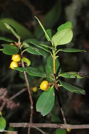 Image result for Pentaphylacaceae