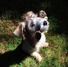 Lola from essex and cairo from scotland join facebook to connect with lisa saxton and others you may know. People And Their Pets In Folsom Roseville And Placerville Style Magazine