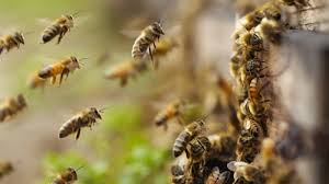 Aus dem land stammt anton janša, der pionier moderner imkerei. Un Fuhrt Weltbienentag Ein Euractiv De