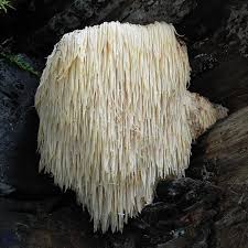 Lions Mane Mushroom Plugs : Produces ...