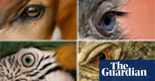 No matter how simple the math problem is, just seeing numbers and equations could send many people running for the hills. Eye Spy Can You Identify An Animal By Its Eye Quiz Environment The Guardian