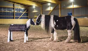 Wir bieten ihnen hochqualitative holzpferde in todendorf an. Holzpferd Modell Mirage 130 120 140 Cm Ab 10 Jahre Holzpferde Shop Sandys Holzpferde Shop