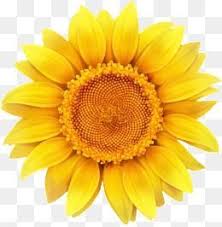 Sunflower Sunflower Clipart Yellow Flowers Png Transparent Clipart Image And Psd File For Free Download Sunflower Png Sunflower Clipart Flower Png Images