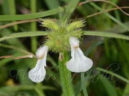 Image result for Leucas