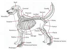 The larger image will open in a new window, use the close button when finished. Dog Bone Anatomy The Y Guide