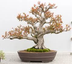 May be shipped with no foliage during autumn and winter. 29 Pomegranate Bonsai Ideas Bonsai Pomegranate Bonsai Tree