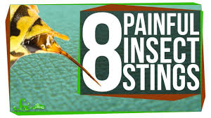 Nerdfighteria Wiki 8 Of The Worst Stinging Insects