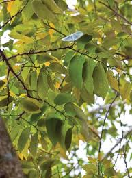 Image result for Bridelia micrantha