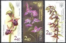 Image result for Diaphananthe subsimplex