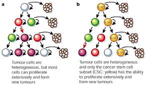 Can cancer can come in many forms, can be malignant, can be a basil cell carcinoma which is not. Stem Cells Cancer And Cancer Stem Cells Nature